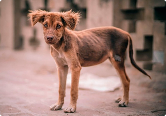 Ayuda a perritos