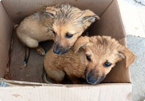 Ayuda a perritos