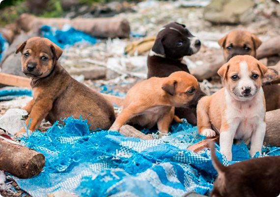 Ayuda a perritos